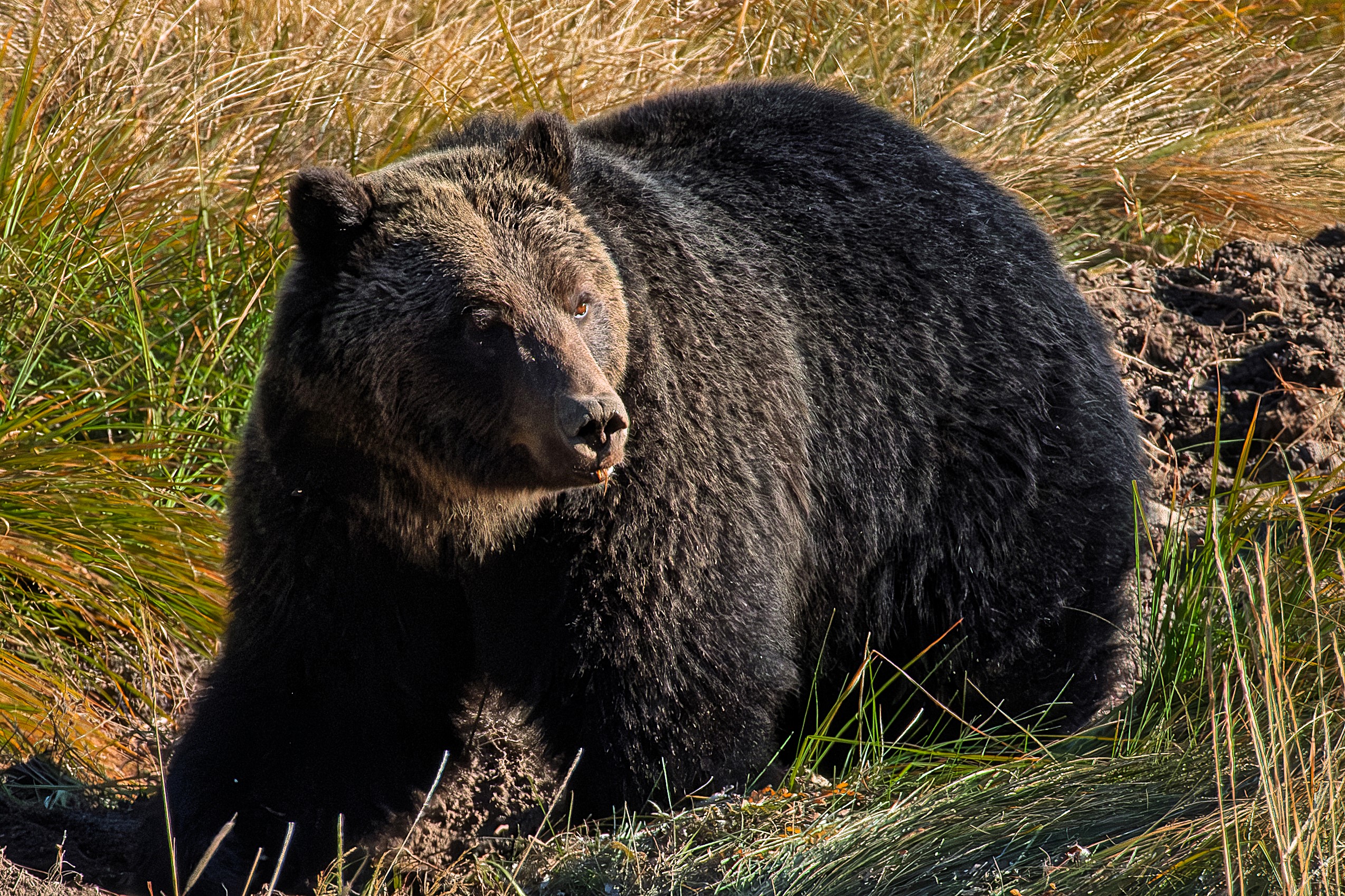 Bear enters tent, triggers Banff warning CochraneNow Cochrane